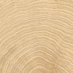 W Circles | 4 x 4” Oak